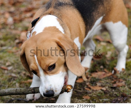 Beagle puppy playing with stick