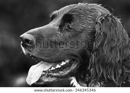 The head of a wet, panting, black dog.