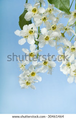 flowers of  bird cherry tree on blue background