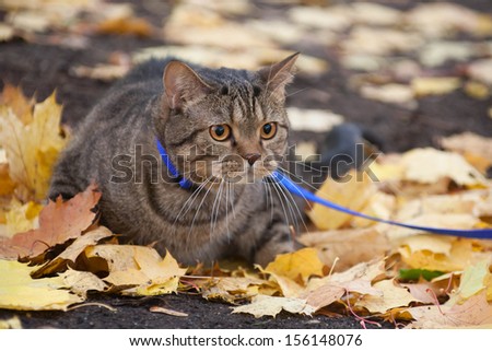 Big cat with orange eyes on the picnic in the autumn park