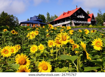 sunflower and red cottage