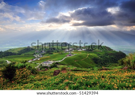 Lily Field