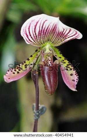 A Lady Slipper Orchid in Singapore Botanic Garden