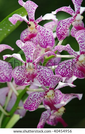 Singapore Orchids Picture on Purple Orchid In Singapore Botanic Garden Stock Photo 40454956
