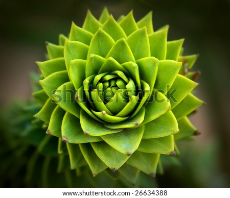 Green Flower
