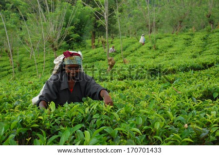 KANDY, SRI LANKA - DECEMBER 4, 2008: Smiling unidentified Tamil tea picker at work at the tea plantation.