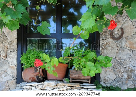 Window decorated with plants in the pots and vine in Bulgaria