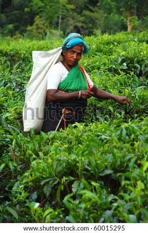 KANDY, SRI LANKA - DECEMBER 4: Tamil tea picker at work December 4, 2008 near Kandy, Sri Lanka.
