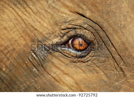 Calf elephant\'s crying eye after separation with mother in Pinnawela elephant orphanage in Sri Lanka