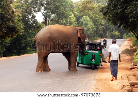 POLONNARUWA, SRI LANKA - DECEMBER 6: Wild elephant attacks a three-wheeler with passengers on Dec 6, 2008 near Polonnaruwa in Sri Lanka. No one was injured.