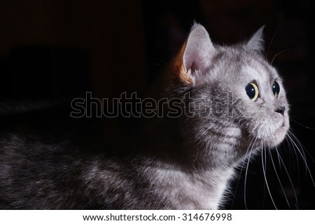 Surprised cat on black background