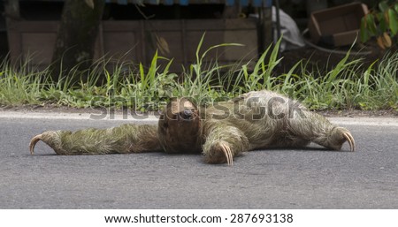Three-toed sloth tries to cross a busy road.  Built for life in the tree canopy, sloths can not walk on all four legs.  This female is trying to crawl across the road..