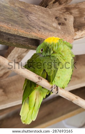 Yellow Naped Amazon Parrot (Amazona auropalliata) sleeps on perch.  Distinguished from other parrots by the yellow feathers on the back of their heads.  Excellent mimics of  animals and humans.