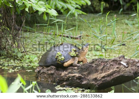 Black river turtle (Rhinoclemmys funerea), rests on a log in the river and has plants growing on its shell.  Also known as a black wood turtle.  This one looks like it is decorated with shamrocks.