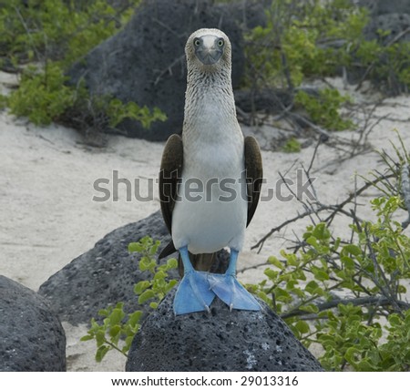 Blue Footed Booby Dances on Rock