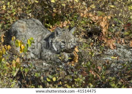 Bobcat kitten (lynx rufus) on rocks chews on deerskin surrounded by autumn foliage.
