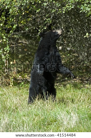 Bear Upright