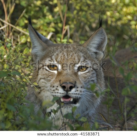 Siberian Lynx (Lynx lynx) peeks  through the bushes.  The largest of the lynxes, the ear tufts are clearly visible in this view.