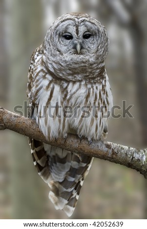 Barred owl (strix varia) perched on birch branch.  The talons are clearly visible below the pantaloon leg feathers.