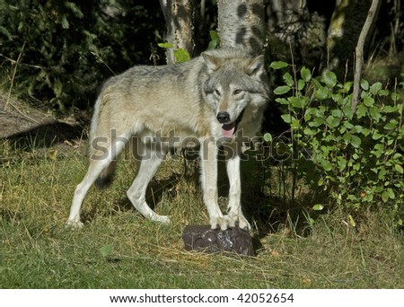 Cream colored wolf (canis lupus) stands near aspen trees (Populus tremuloides)  wth front feet on rock.  The large front paws and claws are clearly visible.