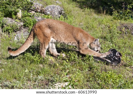 Mountain lion scratches at dead log in alpine meadow surrounded by rocks.
