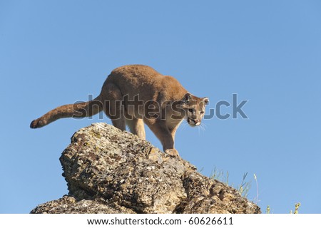 Mountain lion surrounded by spring flowers on mountain hillside.