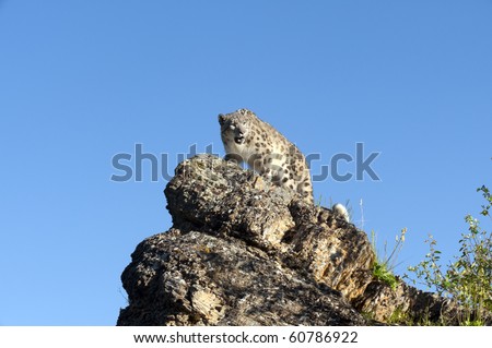 Snow leopard views its domain and searches for prey from atop a rocky ledge in the forest.