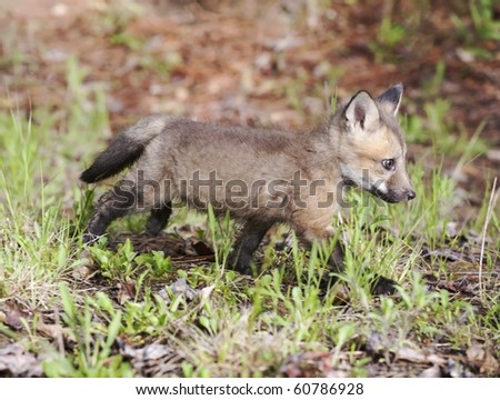 Red fox kit (juvenile) practices its stalking skills in the forest.  The kit's coat is just starting to display the characteristic red coloration.