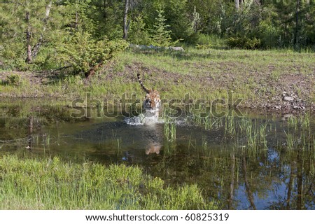 A Siberian Tiger (Panthera Tigris) leaps into a forest pond, splashing as he goes.