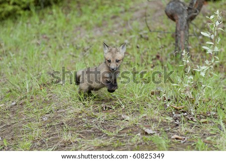 Red Fox (Vulpes vulpes) kit romps in the forest.  This youngster\'s fur coat is  starting to show its typical red color with black legs and feet and black tipped with white on the ears and tail.