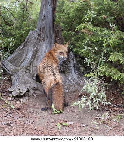 Bushy Tail Fox