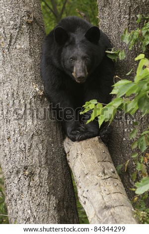 Wide Load.  Large black bear (Ursus Amricanus) squeezes through a narrow gap between two trees to walk across a fallen tree.