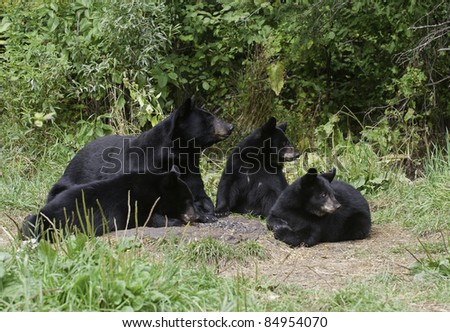 Black Bear Family Portrait.  Female black bear (Ursus Americanus) and three cubs relaxing in forest meadow.