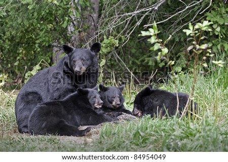 Black Bear Family Portrait.  Female black bear (Ursus Americanus) and three cubs eating in the meadow.