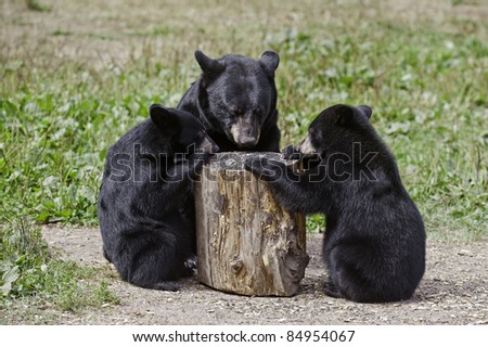 Table for Three.  Black bear mother and two cubs (Ursus Americanus) eat a cache of sunflower seeds from the top of an upturned log.