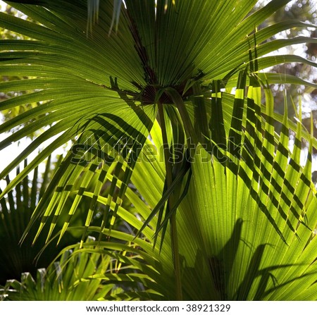 Backlit fronds of saw palmetto plant in Florida.  Lighting creates interesting patterns and shadows on fronds.