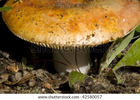 Close-up of a large wild toadstool showing the cap and scales on the side of the cap and a piece of small native vegetation below it.