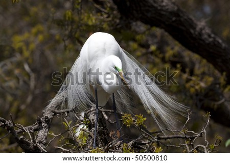 One Great Egret (Ardea alba) sitting in a tree during nesting season, facing front, tail feathers gracefully splayed