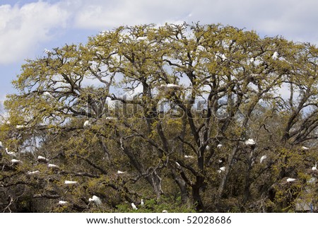 Several dozen Great Egrets sitting in nests in a live oak tree during nesting season in St. Augustine, Florida