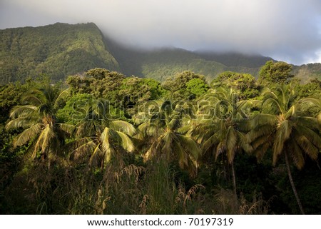 Dominica Rain