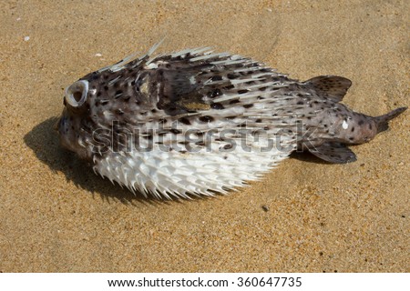Fish hedgehog. Fish on the sand. The fish washed ashore.