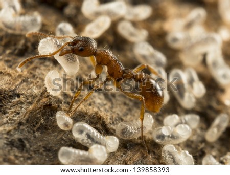 The larvae of ants
