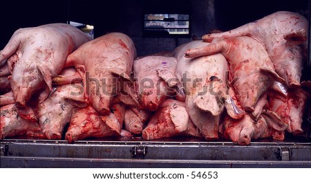 Pigs in the back of a lorry for delivery to butchers shop Hong Kong