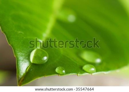 Water drops on a green leaf lying on massage stones