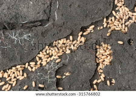 Ants are the tunnels of ant larvae