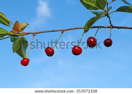 Improperly formed berries on cherry. Diseases of stone fruit trees. Who is without blemish cast a stone at me