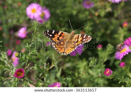 Admiral butterfly flying over the pink flowers. Butterfly orange red kruptym lifted up in flight