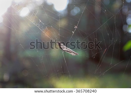 Dragonfly tangled in the web of the spider forest.I hit the World Wide Web.