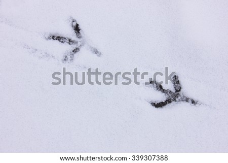 Fresh winter bird tracks in the snow
