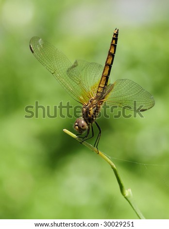 Dragonfly points tail up to reduce sun light heat